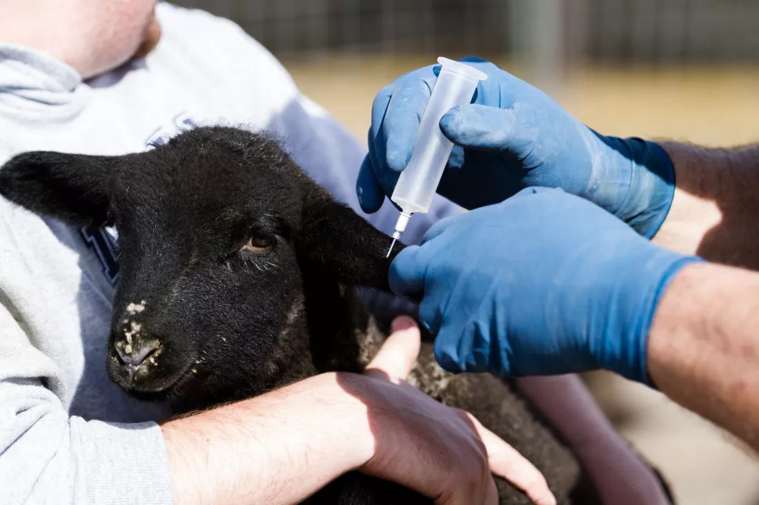 vaccination-suffolk-lamds-local-farm
